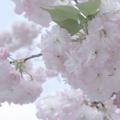 安次FurryQQ群介绍